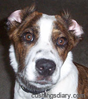 Cushings Disease dog from cushingsdiary.com