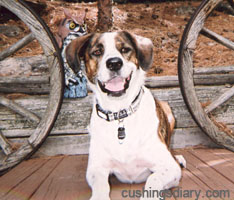 Cushings Disease dog from cushingsdiary.com